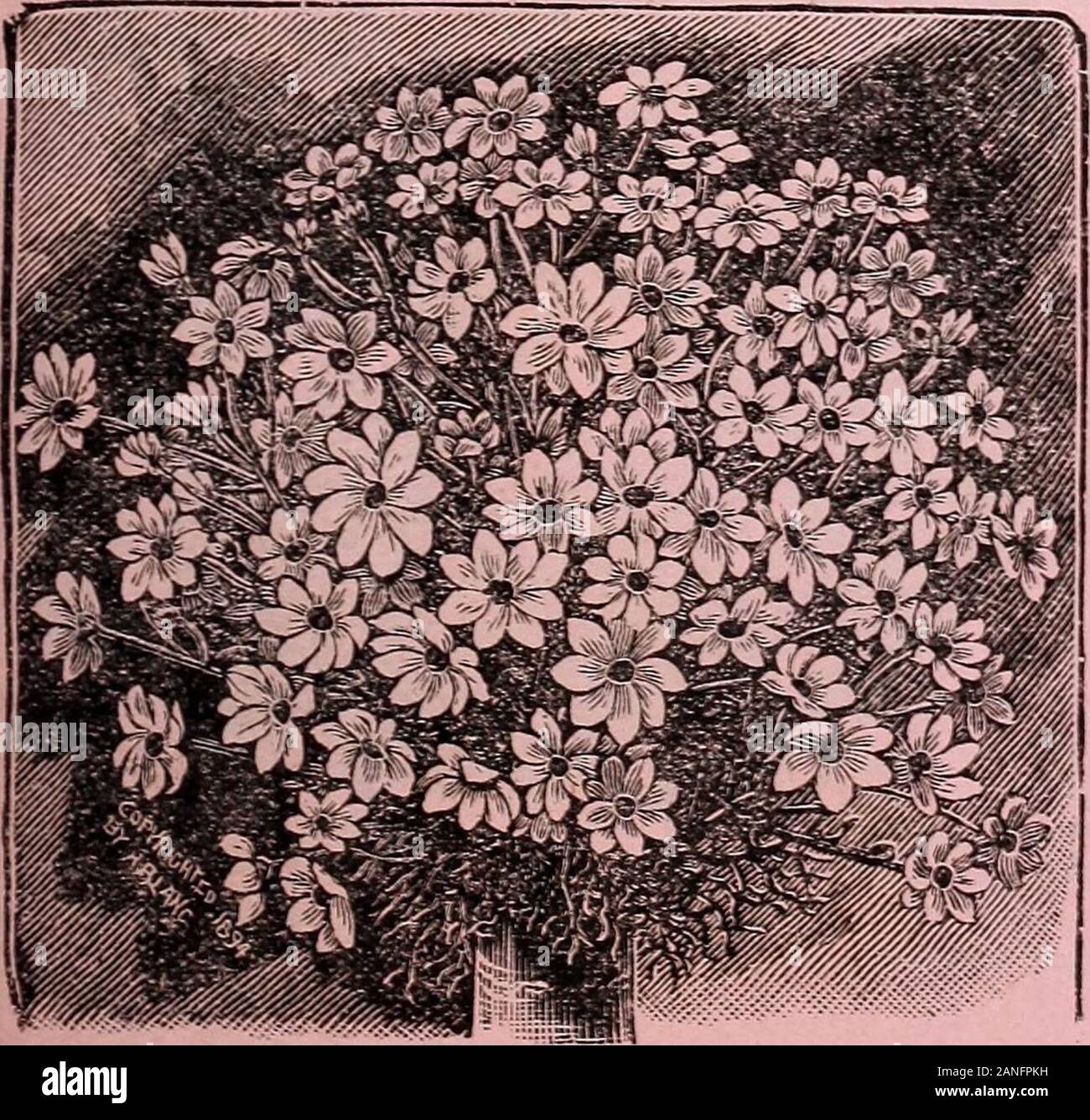 Cole's garden annual . 14 COLES GARDEN ANNUAL Stock Photo Alamy