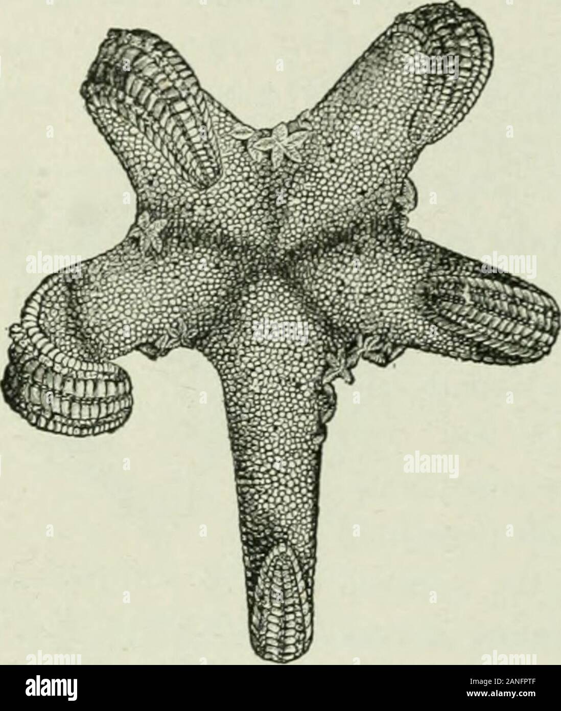 Download Beginners Zoology N Tothis Fluid In The Body Cavity It Cannot Be Called Blood But It Contains White Bloodcornuscles The Starfish When Firsthatched Is An Actively Swim Ming Bilateral Animal But It Soon Becomes