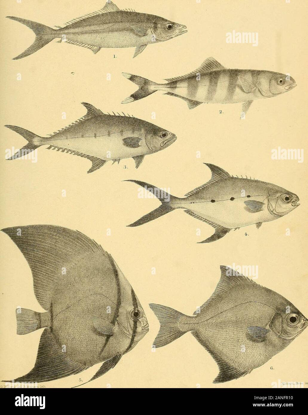 The fishes of India; being a natural history of the fishes known to inhabit the seas and fresh waters of India, Burma, and Ceylon . G.H Ford del Suziii Mi. Mmiera Bros. imp. 1. CARANX OBLONGUS. 2.C. ARMATUS. 3.C.GALLUS. 4. C. LEPTOLEPIS. 5. C. NIGRIPINNIS. 6. SERIOLA NIGRO - FASCIATA. Bays Fish.es of India. .- I i , 3d - Mmtern ]ith y-r-tem Bros nrjp- ] SERTOLICHTHYS BIPINNULATUS. 2, NAUCRATES DUCTOR. 3, CHORINEMUS TOLOO. 4-, TRACHYNOTUS BAILL0N1. ^ 5. PLATAX VESPERT1LIO. -6,PSETTUS EALCIFORMIS Days Fish.es of India Plate LIB. Stock Photo