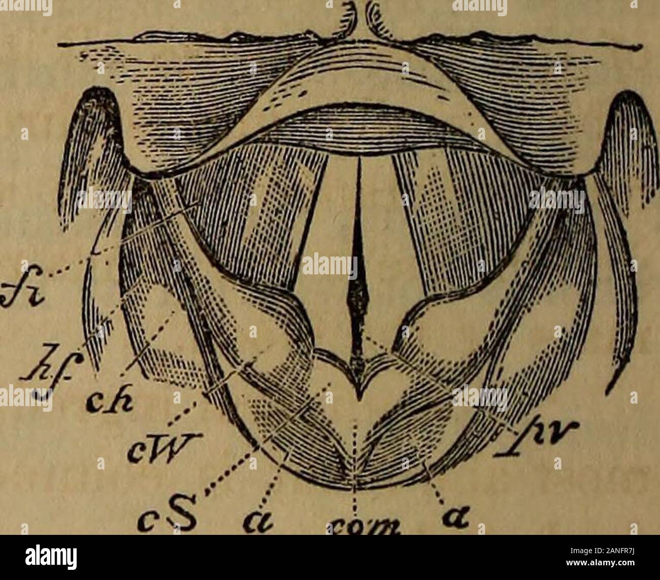 Our home physician: a new and popular guide to the art of preserving health and treating disease; with plain advice for all the medical and surgical emergencies of the family . THE LARYNX. Laryngoscopic drawing, showing the vocal cords Laryngoscopic drawing, showing the approxima- drawn widely apart, and the position of thevarious parts above and below the glottis,during quiet inspiration.u. Upper surface of epiglottis.I. Lip of epiglottis.vc. Vocal cord. tion of the vocal cords, and the position of thevarious parts in the act of vocalization.a. Arytaenoid cartilages.a. Arytaenoid cartilages.p Stock Photo