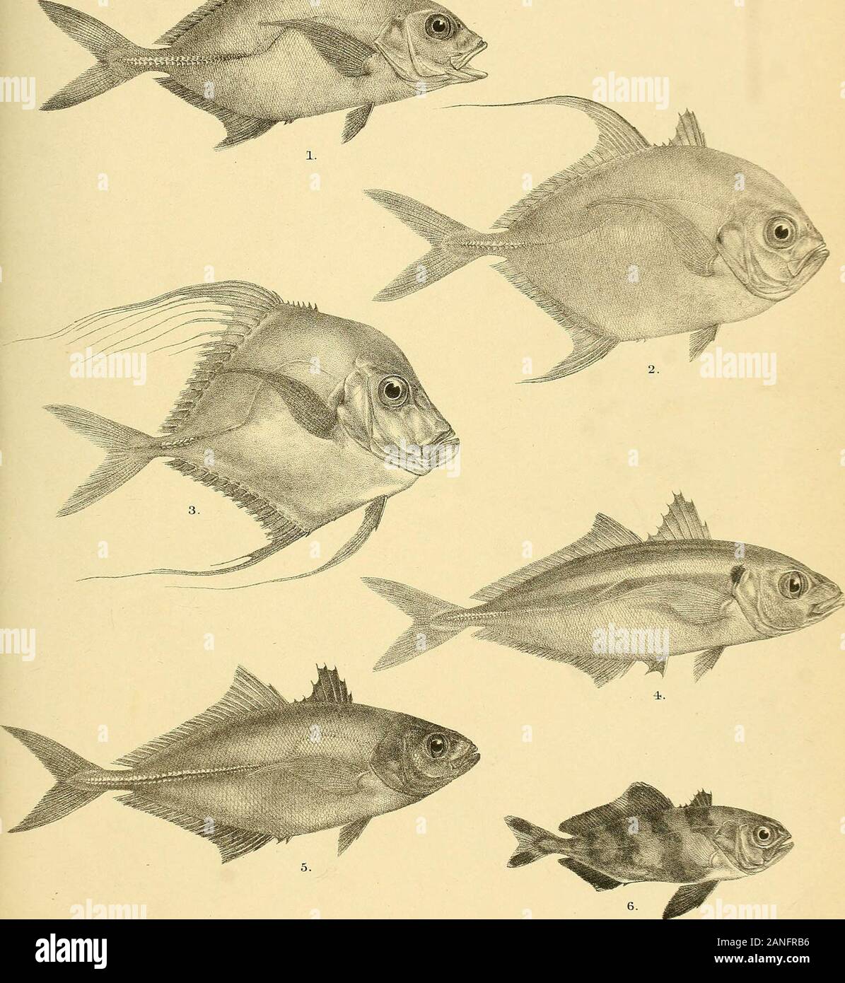 The fishes of India; being a natural history of the fishes known to inhabit the seas and fresh waters of India, Burma, and Ceylon . •?^- t-. G.H Ford del Suziii Mi. Mmiera Bros. imp. 1. CARANX OBLONGUS. 2.C. ARMATUS. 3.C.GALLUS. 4. C. LEPTOLEPIS. 5. C. NIGRIPINNIS. 6. SERIOLA NIGRO - FASCIATA. Bays Fish.es of India Stock Photo