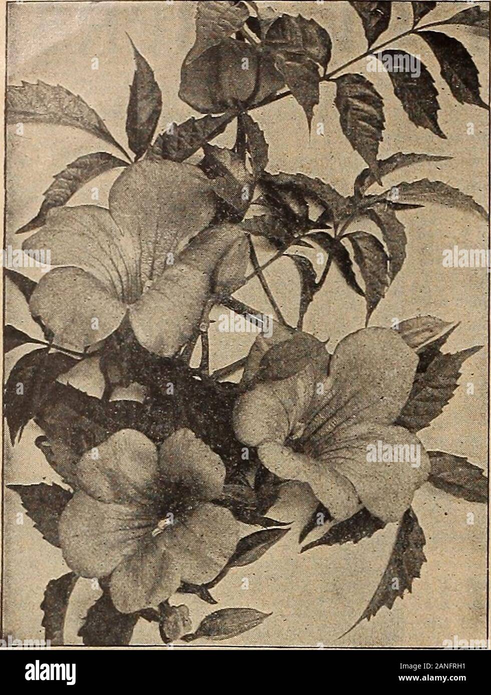 Dreer's mid-summer list 1918 . 58 HENRY A. DREER, PHILADELPHIA—HARDY CLIMBERS. BiGNONIA, OR TkVMPET ViNE BIGBIONIA (Trumpet Vine) For covering unsightly places, stumps, rockwork, or wherevera showy-flowering vine is desired, the Bignonias will be foundvery useful. The flowers are large, attractive, and borne pro-fusely when the plants attain a fair size.Orandiflora. Large flowers of orange-red. 50 cts. each; $5.00 per doz.Radicans. Dark red, orange throat, free blooming and very hardy. 30 cts. each; $3.00 per doz. CEI.ASTRUS SCANDENS (Bitter Sweet, or Wax Work) One of our native climbing plant Stock Photo
