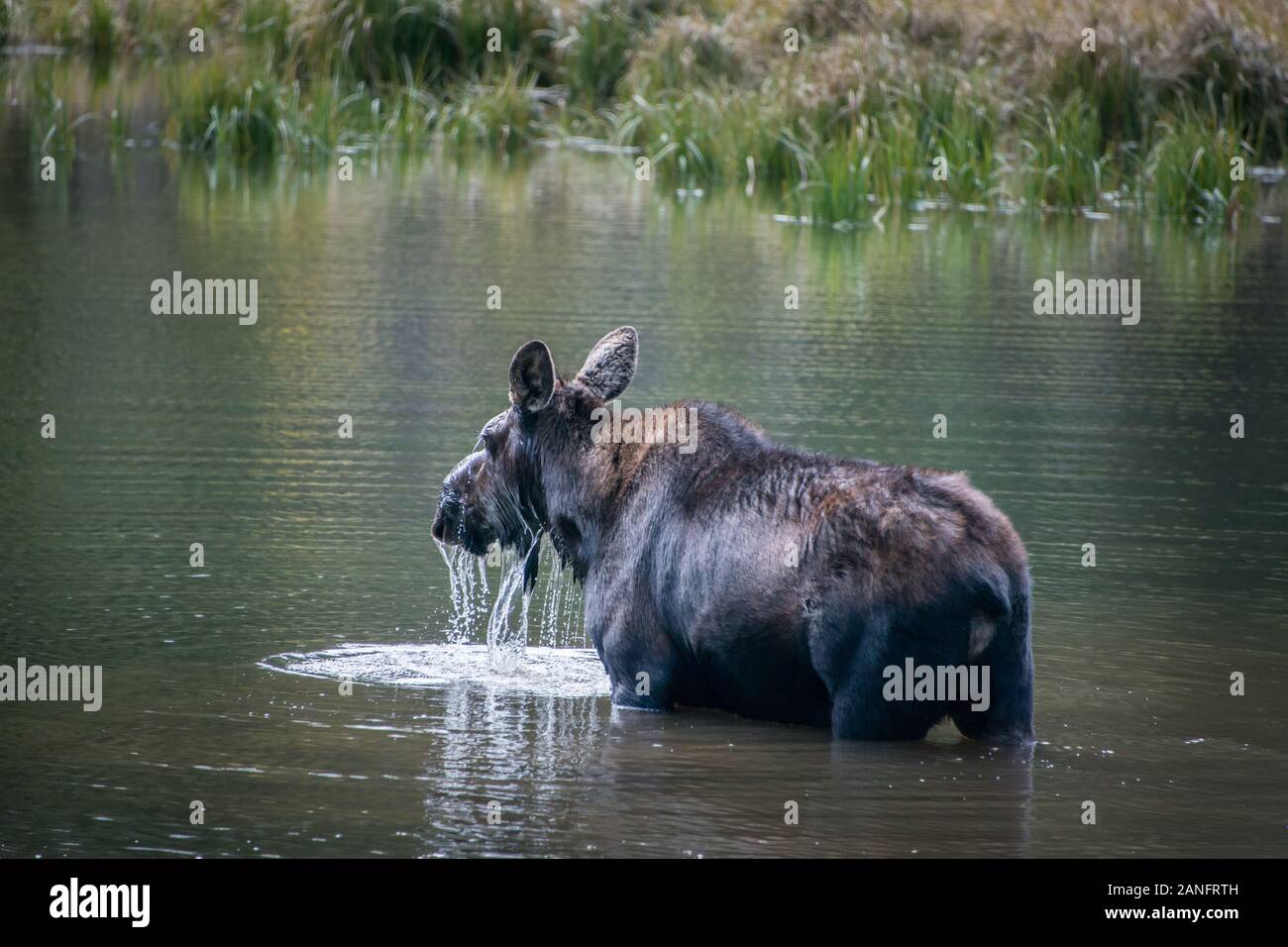Moose water hires stock photography and images Alamy
