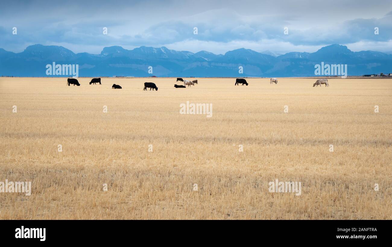 Cows grazing on the vast land in Montana Stock Photo Alamy