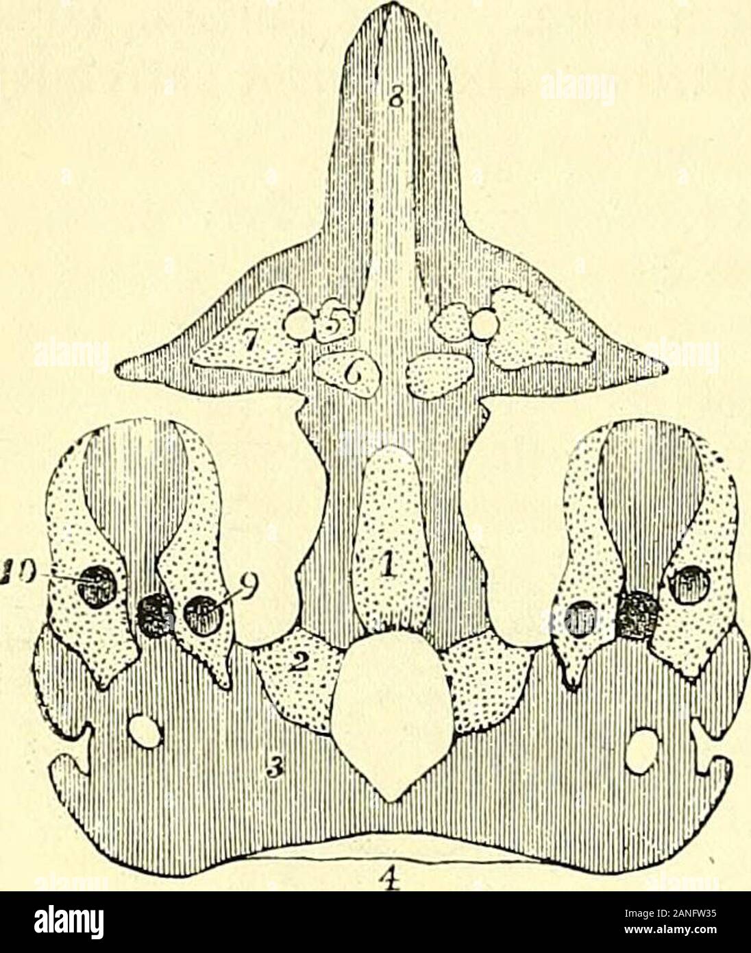 Quain's elements of anatomy . nous wall Avhich is continuous with the parachordalcartilage and seems to take the place of that cartilage as a part of thegeneral cranial wall. While the base of the cranium, to the extent already mentioned, iscartilaginous in its origin, the lateral and upper walls are chiefly ofmembranous formation, as in the squama occipitis, the squamo-zygomaticof the temporal, the parietal and the frontal bones. The membranous tissue in which these flat bones of the cranial vaultare formed is regarded by Kolliker as of dermal origin, and the bones asbelonging to the group of Stock Photo