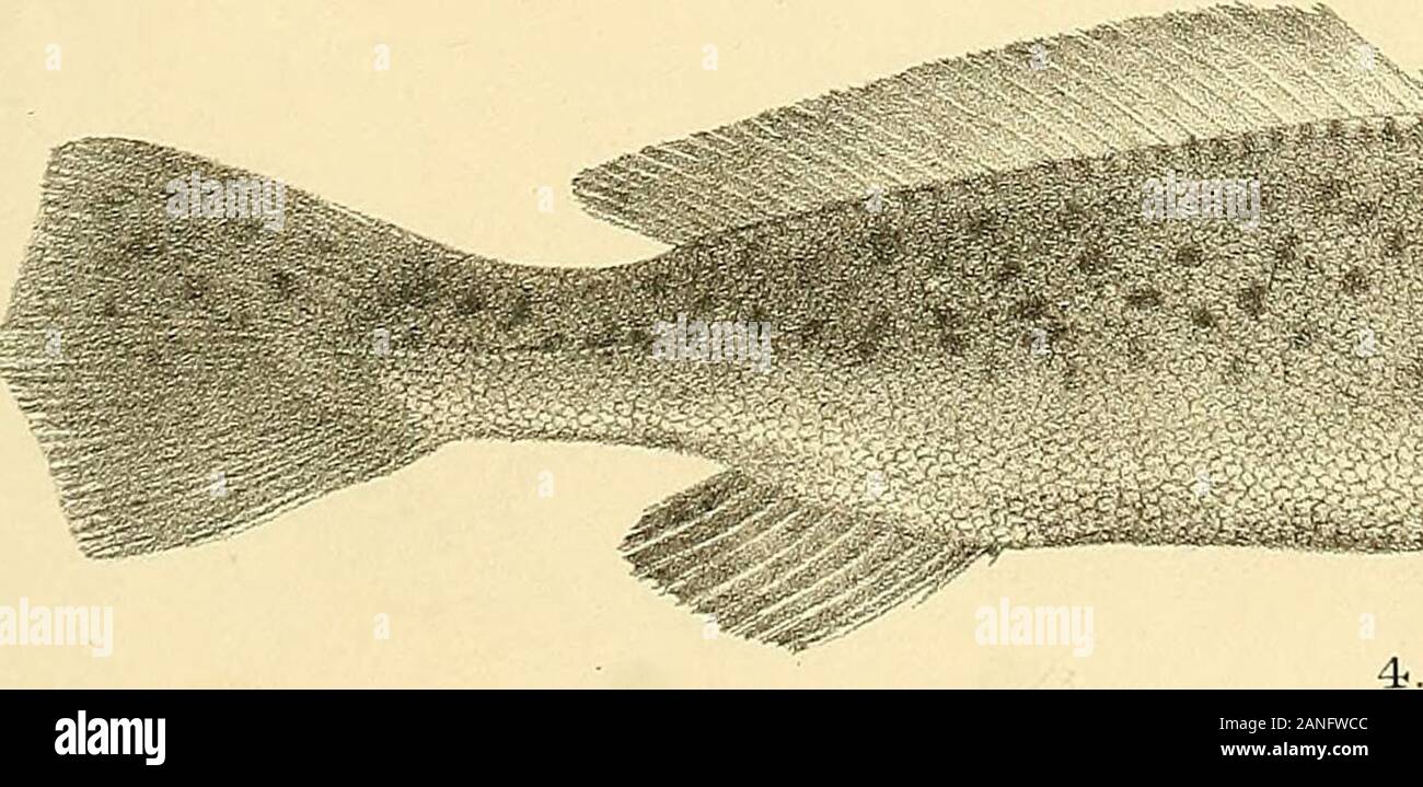 The fishes of India; being a natural history of the fishes known to