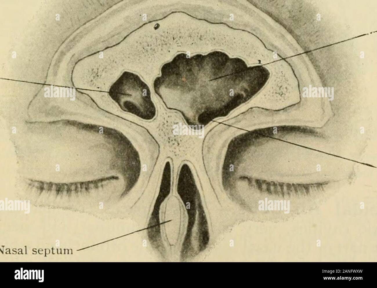 Human Anatomy Including Structure And Development And Practical