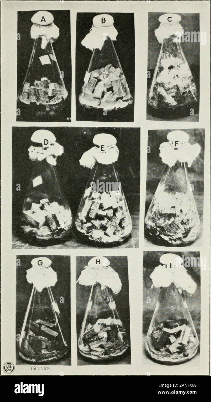 Journal of Agricultural Research . 21) Ward, H. Marshall. 1888. some recent publications bearing on the question of the sourcesOF NITROGEN IN PLANTS. In Ann. Bot., V. I, p. 325-357. (22) 1898. PENICILLIUM AS A WOOD-DESTROYING FUNGUS. In Ann. Bot. V. 12, p. 565-566. Bibliographical footnotes. Also in Brit. Mycol. Soc. Trans.,V. I, p. 51-52. 1896-97. PLATE I Mold cultures inoculated June, 1919. Photographs taken July, 1920, when cultures were moist: A.—Penicillium divaricatum. (Cf. D.) B.—Penicillium rugulosum. Shows characteristic vigorous growth at this stage. C.—Monilia sitophila. (Cf. F.) G. Stock Photo
