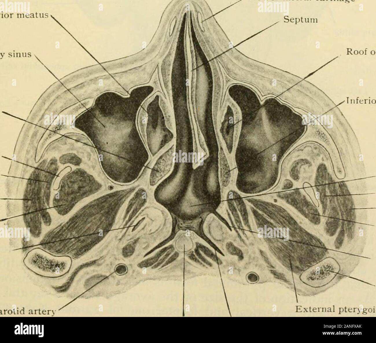 Human anatomy, including structure and development and practical considerations . rtain of the nasal lymphatics emj)ty, may result in a retropharyngeal ab-scess ; or (/i) infection (pyogenic or tuberculous) of the submaxillary, preauricular,or deep cervical nodes may follow nose diseases. The graver of these complicationsare, of course, associated with the severer infective forms of rhinitis. Malignantgrowths—commonly sarcomatous—may begin in the nasal chambers and may extendin any of the directions above mentioned. THE ACCESSORY AIR-SPACES. The nasal fossae communicate with a number of remark Stock Photo