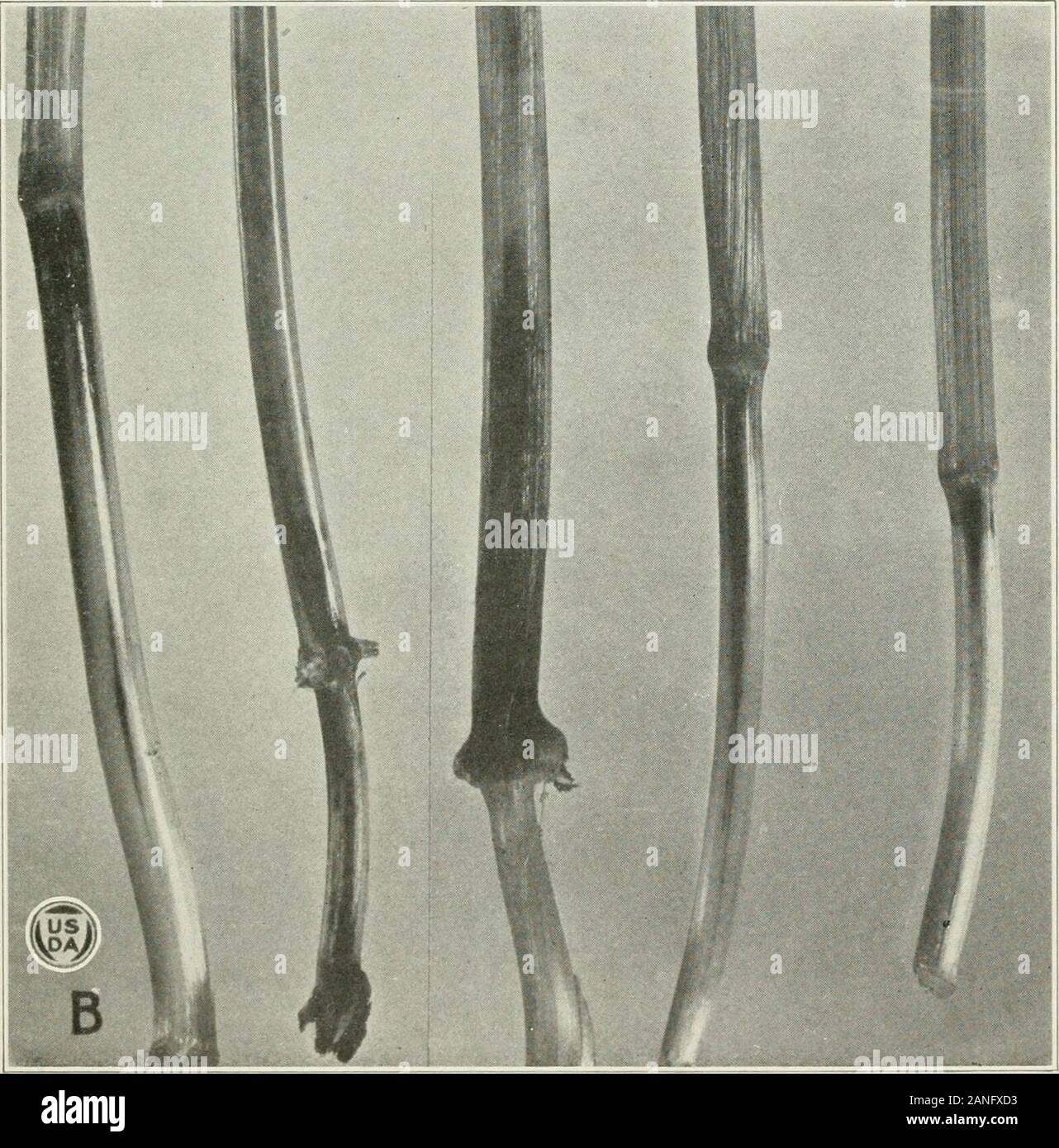 Journal of Agricultural Research . Journal of Agricultural Research Washington, D. C. Helminthosporium Disease of Wheat Plate 4 Stock Photo