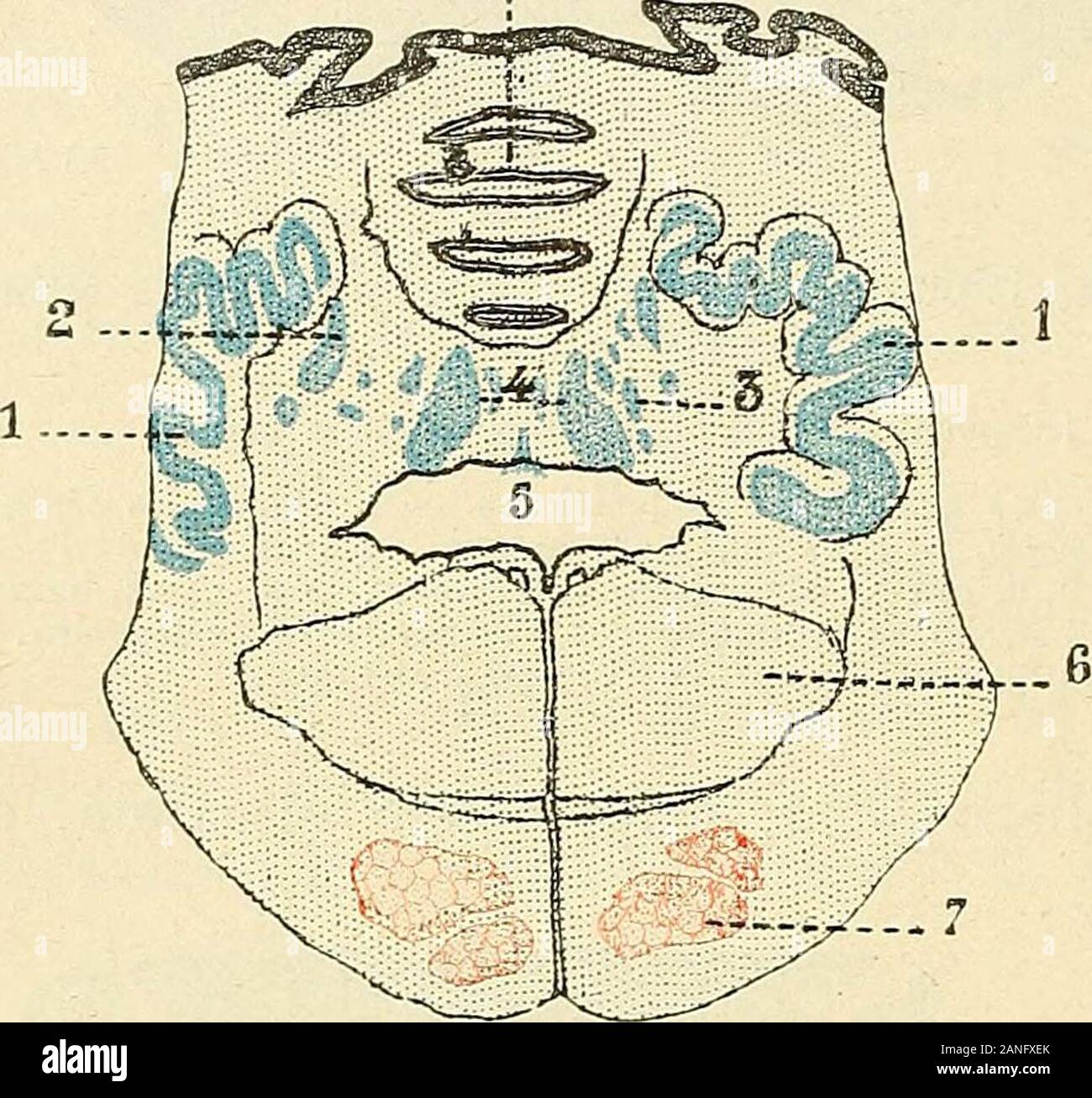 Traite D Anatomie Humaine Res Voisins Lun De Lautre Ils Nesont