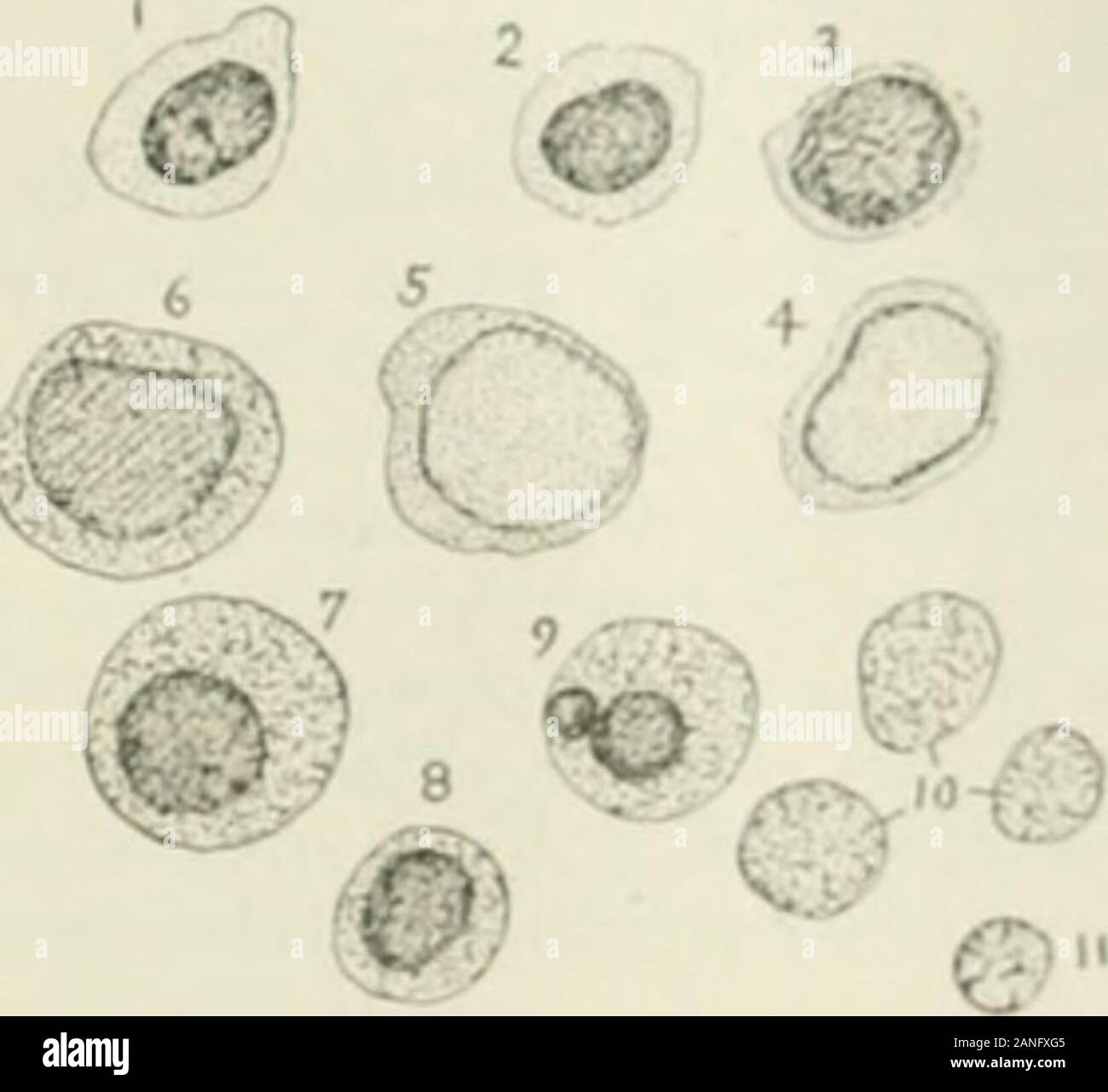 The Anatomical Record Fig 1 Youiik Rroup Showing Compact Arrftngeiiicnt Around Small Vessels Vpparcntly Later Stage Than Shown In Figure 4 But No Cells Ol Type 5 See Fig 2 Are Present This