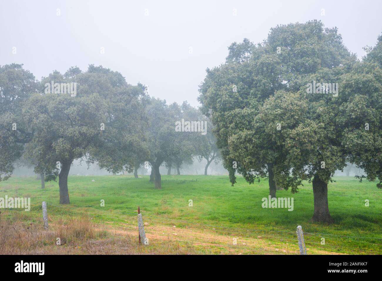 Meadow in the mist. Los Pedroches valley, Cordoba province, Andalucia, Spain. Stock Photo