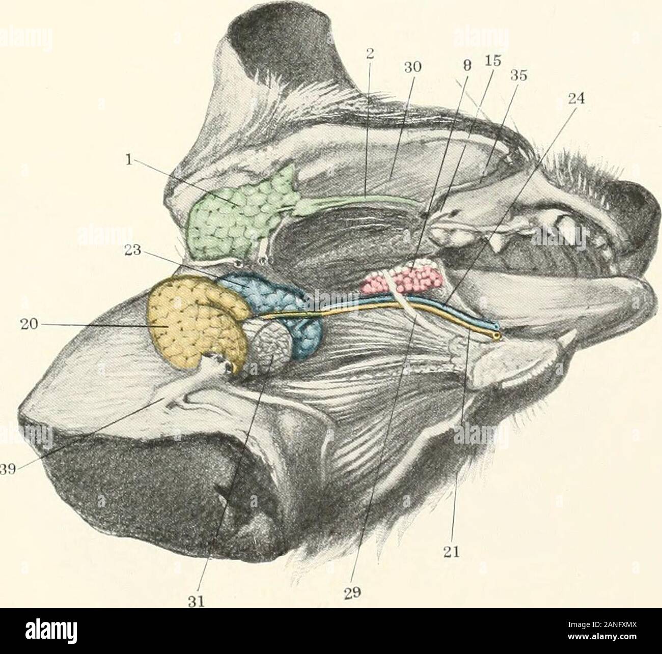 Contributions to the anatomy and development of the salivary glands in the mammalia . Fig. 3.. Fig. 4- PtATE XXXI Fig. 6, Felis leo,?. Morphological Museum of Princeton University. No. 1471. Fig. 7. Canis familiaris. Morphological Museum of Columbia University,No. 4060. /. Parotid gland. 2. Parotid duct. J. Parotid orifice. 5. Outlying lobules of the ventral angle of the parotid gland. p. Orbital glands. 70. Orifice of first orbital gland. 75. Stomal ridge. 16. Inferior alveobuccal glands. 18. Lesser sublingual glands. 20. Submaxillary gland. 27. Submaxillary duct. 2j Greater sublingual glan Stock Photo