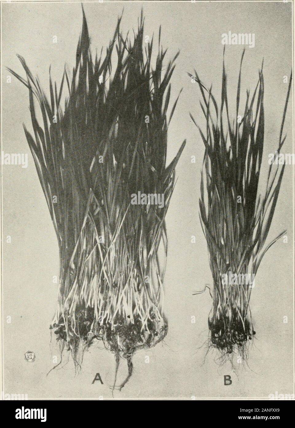 Journal of Agricultural Research . Plate lournal of Agricultural Research Washington, DC- v8 v Helminthosporium Disease of Wheat Plate 2. Journal of Agricultural Research Washington, D. C. •v^ 9°- PLATE a Marquis wheat seedlings, healthy and artificially infected with Helminthosporiumsativum. A.—Healthy plants from 115 disinfected kernels sown in steam-sterilized, imin-oculated soil. B.—Infected plants, same age as A, from 115 disinfected kernels sown in part ofthe same lot of soil inoculated at sowing time with a water suspension of conidia ofH. sativum growTi in pure culture (culture 51a) is Stock Photo