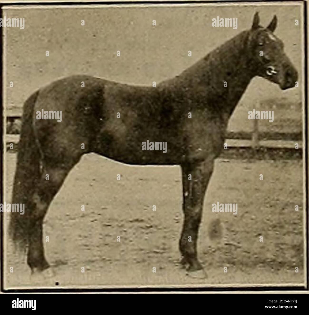 Breeder And Sportsman Ader 2 10 Justo 3 2 10 124 Others In 2 30 Sons Sired Locanda 2 02 Allerson2 05 Charley Hayt 2 06 Etc Dam Alma Wilkes Lt Dam Of Oakland Belle 2 20 Bybaron Wilkes 2 18 Sire