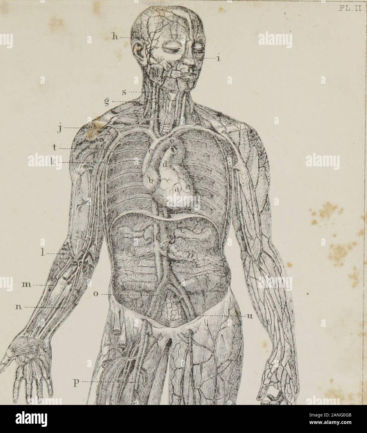 Class-book of physiology : for the use of schools and families : comprising the structure and functions of the organs of man, illustrated by comparative reference to those of inferior animals . ries, the descending aorta gives off several importantbranches ; as the cceliac artery, from which the stomach and liver are supplied ; the renalartery, which goes to the kidneys, and the mesenteric artery, to the intestines; besidesmany other sub-divisious in various parts of its course. The branches of the vena cava generally accompany those of the aorta in their distribu-tion, as shown in the figure, Stock Photo