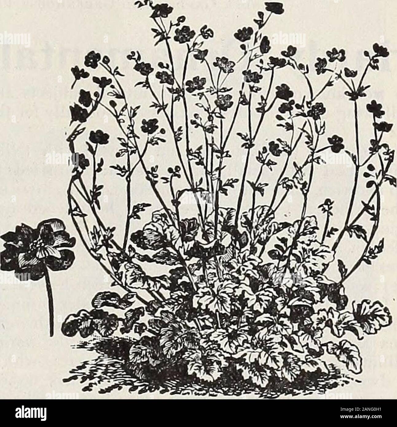 Dreer's 72nd annual edition garden book : 1910 . this shape.Acutifolia. A strong-growing kind, attaining a height of 2 feet, with largepanicles of small white flowers in July. Cerastioides. A most use-ful variety for the rockery,growing but 3 inches high,and producing from June toAugust small white flowersmarked with pink.Paniculata. A beautiful old-fashioned plant, possessinga grace not found in anyother perennial. When inbloom during August andSeptember, it forms a sym-metrical mass 2 to 3 feet inheight, and as much through,of minute pure white flow-e r s, forming a beautifulgauze-like appea Stock Photo
