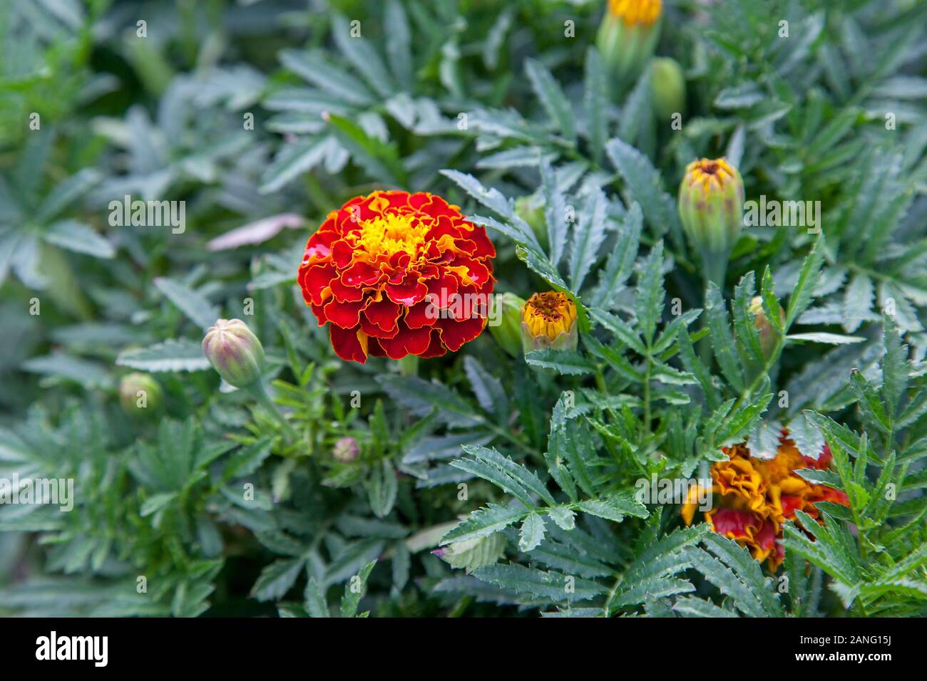 Close up of beautiful Marigold flower (Tagetes erecta, Mexican, Aztec or African marigold) in the garden. Marigold background or tagetes card. Stock Photo