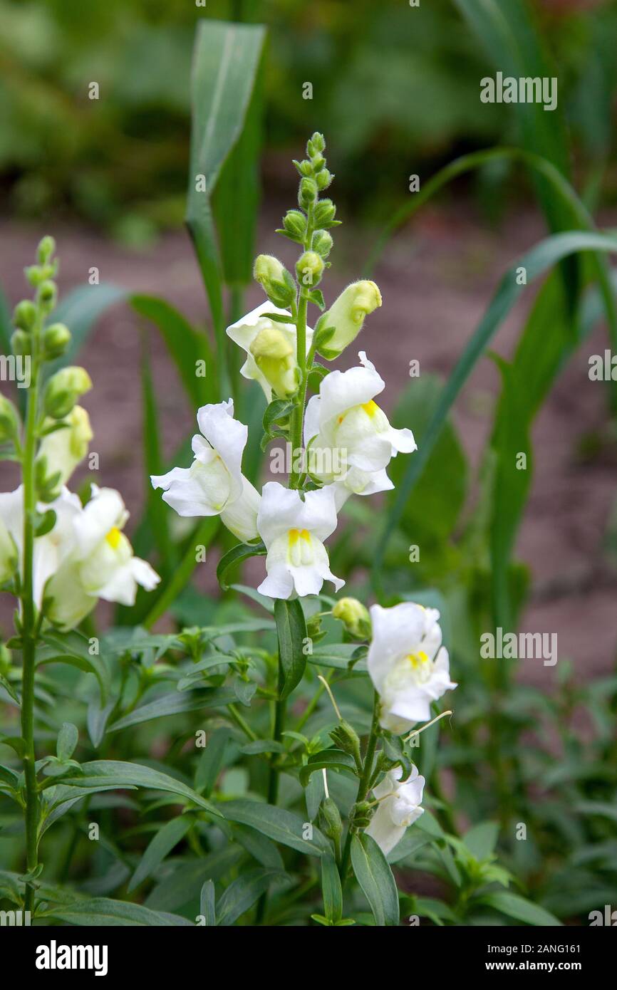 Variegated antirrhinum (snapdragon) flower background - yellow, white, rosy and crimson. Snapdragon flower plant in garden. Stock Photo