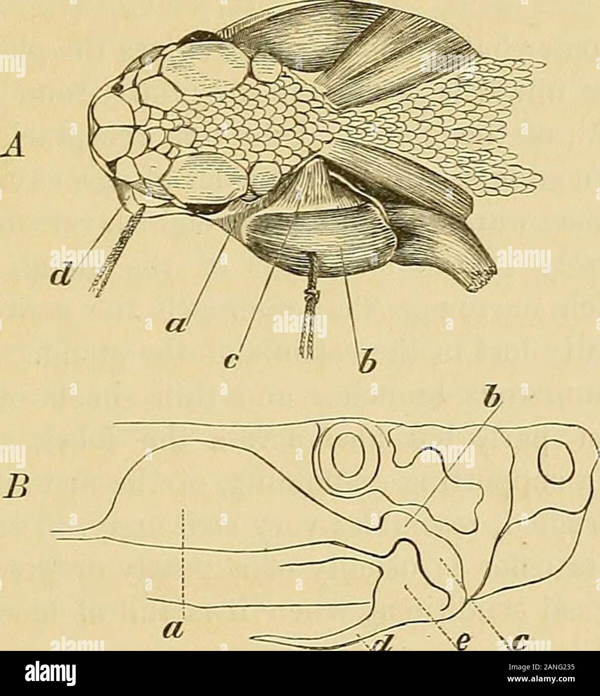 Researches Upon The Venom Of The Rattlesnake With An Investigation Of The Anatomy And Physiology Of The Organs Concerned Ion Can Be Established Betweenthe Size And Weight Of The Snake