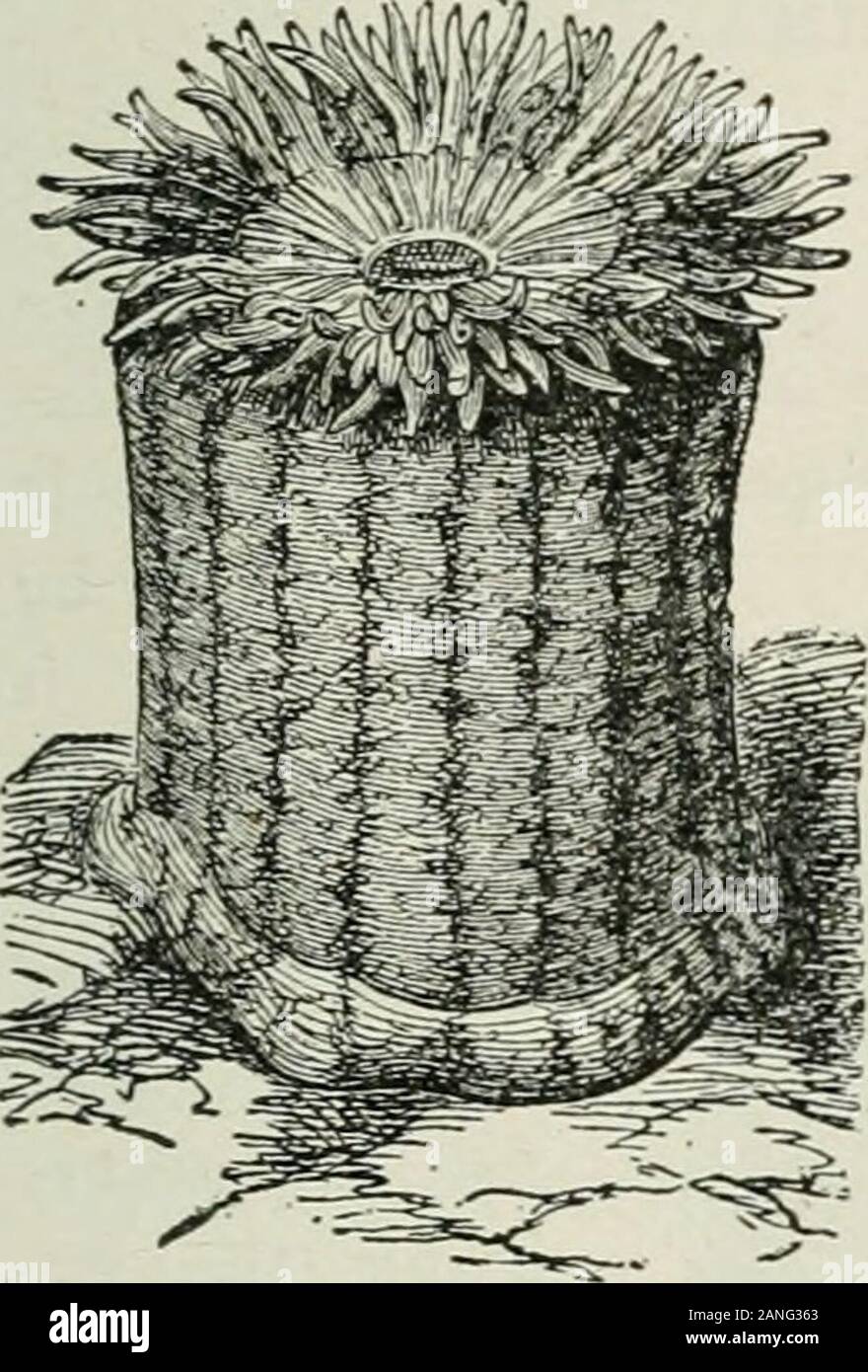 Beginners' zoology . Fig. 48. — Organ Pipe Coral (a coralline). POLYPS {^CUPLIKE ANIMALS) 33. Stock Photo