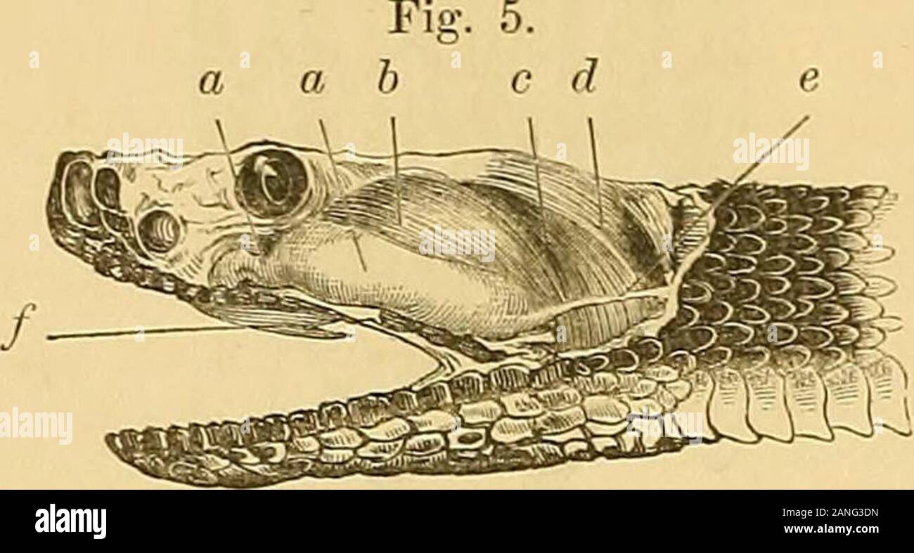 Researches upon the venom of the rattlesnake : with an investigation of the anatomy and physiology of the organs concerned . Exhibiting the Relation of the Tempokal Mdscles to the Vejjom Gland, a—a, anterior temporal muscle ; 6, itsinsertion in the lower jaw ; c, venom gland ; d, the fang half erected.2 10 PHYSIOLOGY AND TOXICOLOGY two-thirds of the firm fascia of the poison gland. Its fibres run backwards overthis body and descend between it and the middle temporal muscle. In this coursethe fibres lie posteriorly to the suspensory ligament, and the outer ones, as theyfold about the articular Stock Photo