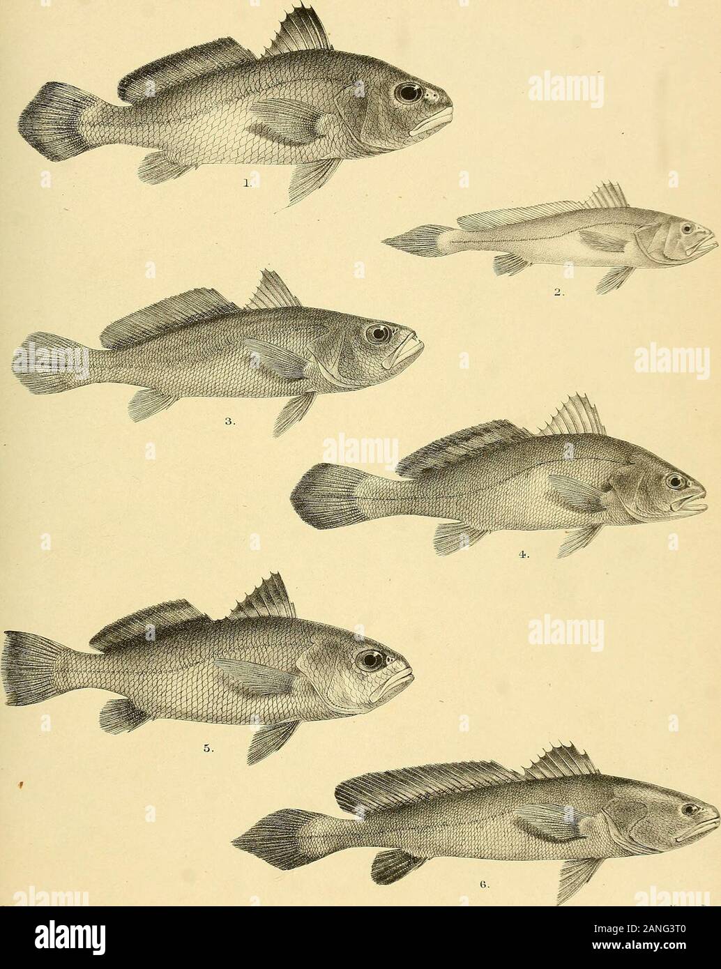 The fishes of India; being a natural history of the fishes known to inhabit the seas and fresh waters of India, Burma, and Ceylon . 8g iHForci del Suzini lith. 1. SCIJENA CARUTTA. ^tr-terr. nr c s - =nr . 2. S. SINA. 3. S. C01T0R. 4. &. 6. S. ALB1DA. 5. S BELENGERI. Days Fish.es of India. ?:=,-, ziv. C-H-Ford a»I B Mmterri lith ifint arr. 3r-os -mro 1 SCLENA VOGLERI. 2 SCLEN01DES MICRODON. 3. OTOLITHUS ARGENTEUS. 4. SCLENA BLEEKERI. 5 S ANEUS.. 6. SCLENOIDES BRUNNEUS. Days Fishes of India. Stock Photo