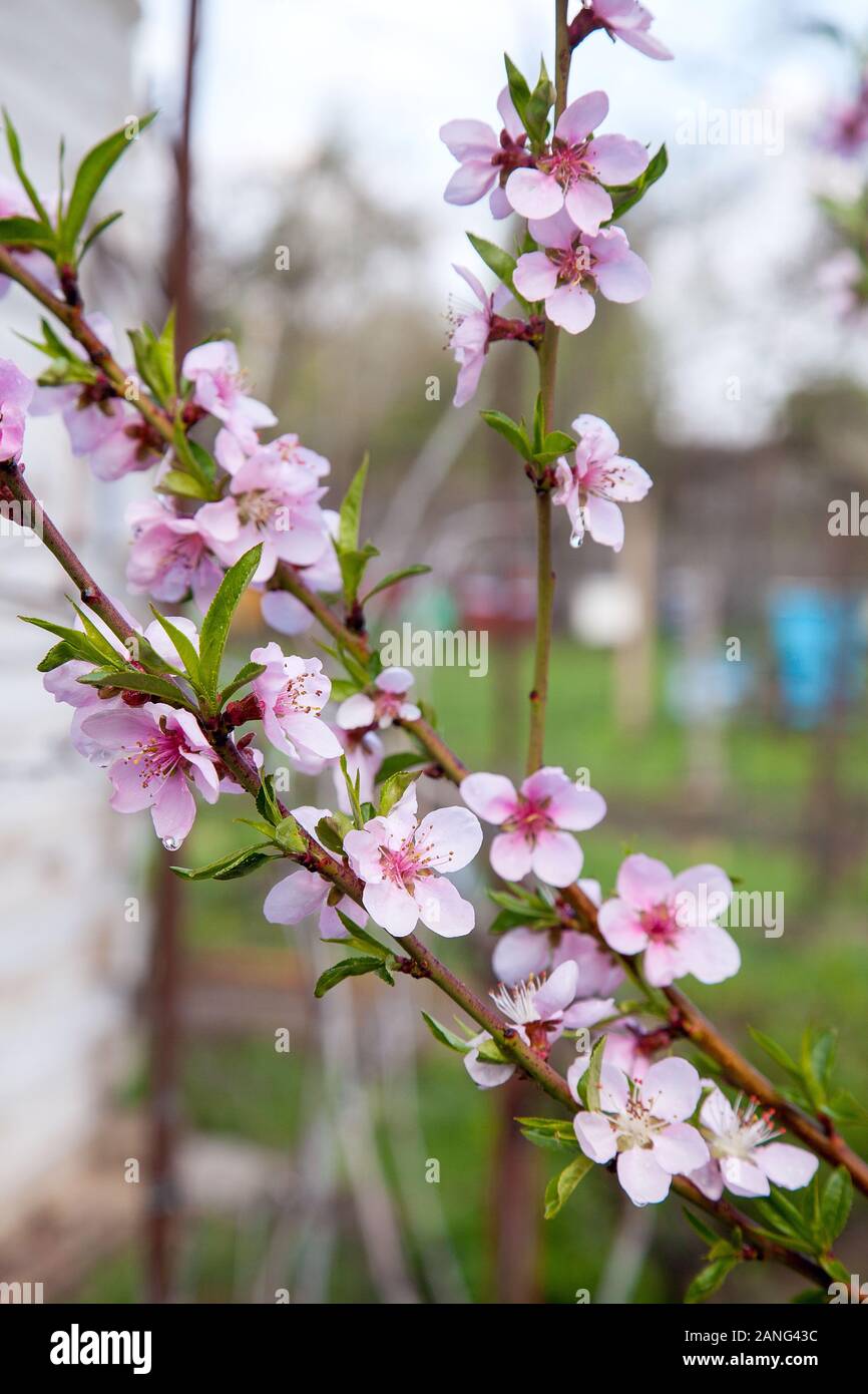Fruit orchard at spring time with blossoming peach trees. Close up view of  branch with small green leaves and pink flowers of peach tree in garden  Stock Photo - Alamy