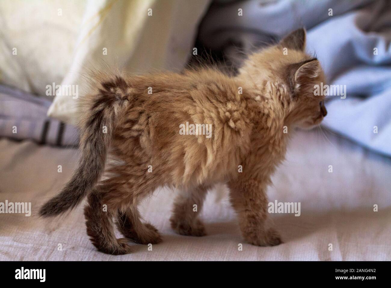 cute little kitten with blue eyes and fluffy hair plays in the house on the bed under the covers Stock Photo