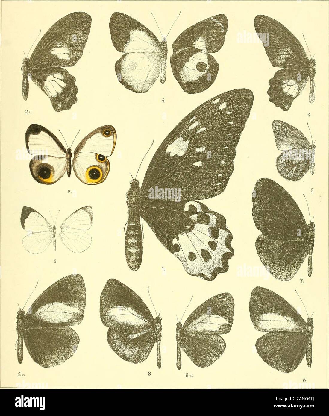 Nova Guinea Resultats De L Expedition Scientifique Neerlandaise A La Nouvelle Guinee En 1903 19 Underside 6 And 6 Euploca Confusa Japudia Fruhst Cf And Q 7 Euploea Aethiops Monaeses Fruhst Ct
