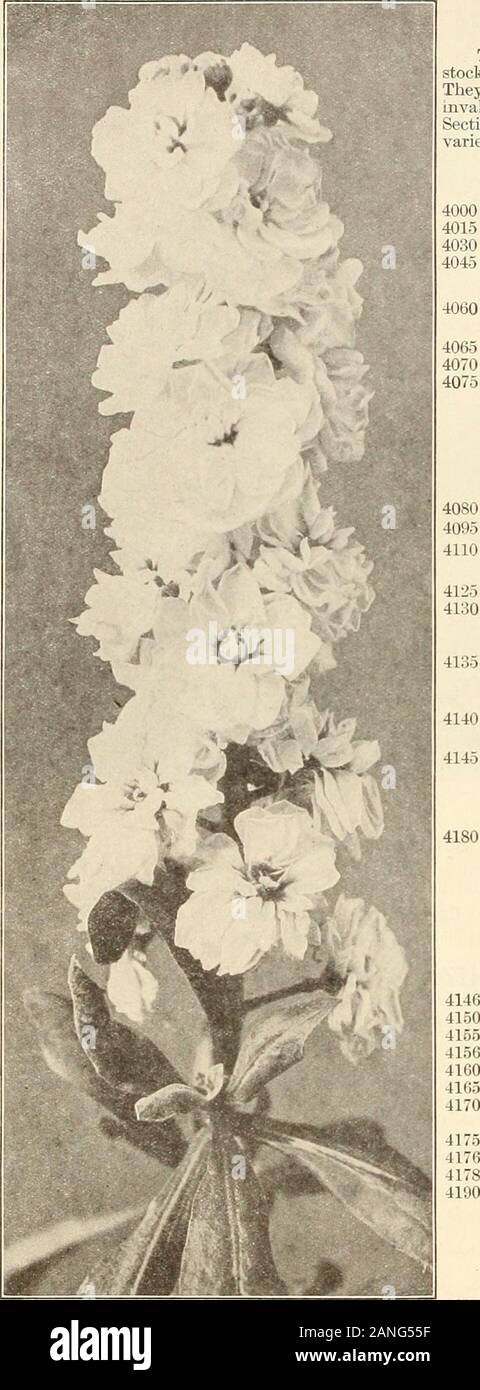 Farquhar's 1910 garden annual . US Mixed. This strain, like the pnxeding,is of the large-flowen-d tyjie and is vastly superior to the Schizanthus usually oflVrcd 20 WisetOnensiS. a i)opnlar variety for forcing in the greenhouse.The colors range from white with yellow centre to pink with brown centre 25 GpandiflOPUS Oculatus. Lilac with large violet blotch mi each petal. Oz., .30; .05PinnatUS Roseus. Delicate pink with blood red blotch, .30; .05 RetUSUS Albus. White with yellow spots; excellent for forcing .50: .05 Rosamond. Flnwers light pink: very eflective 10 Mixed. In great variety ... Oz.. Stock Photo
