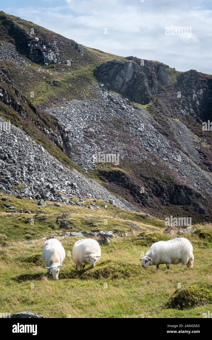 Sheep grazing on Birds Rock, near Tywyn (Towyn), Wales Stock Photo