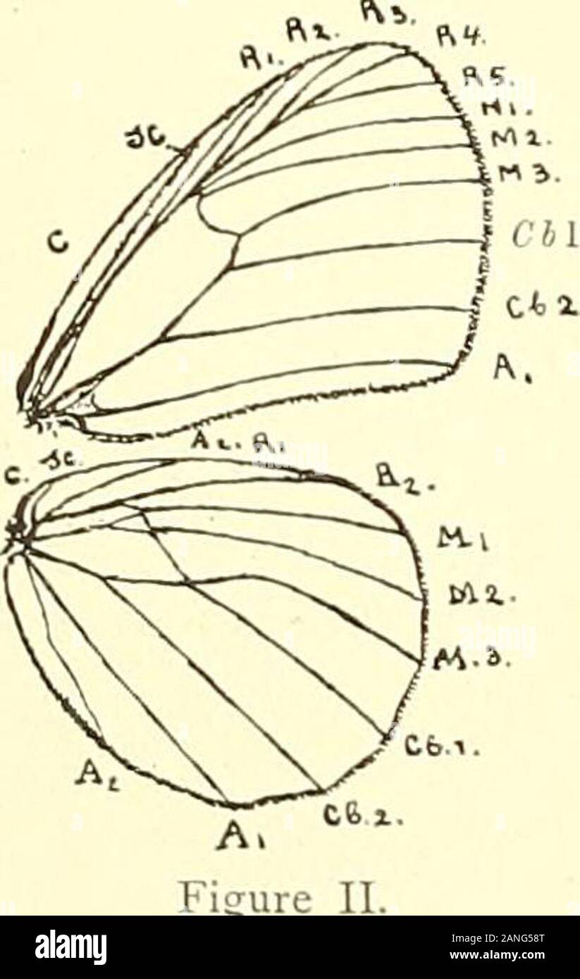 Nova Guinea : résultats de l'expédition scientifique néerlandaise à la Nouvelle-Guinée en 1903[-1920] . unning into the cell; the sub-discocellularis is longand bent towards the base of the wing. The cell of the posterior wingsis closed like in Hyantis, but the discocellularis runs differently. I callattention to the course of R,, R, and M,, M,, which are joined inthe cell. The textfigure will show the resemblance to the nervature ofan Elymnias. Yet the anatomical characteristics, the shape and patternpoint to the very near relation to Hyantis. 62. B. pumilio nov. spec. (PI. II, fig. 9). — 2 9 Stock Photo