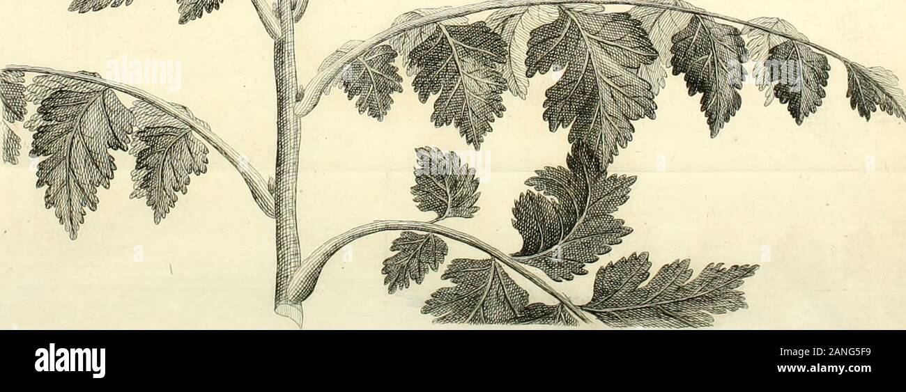 Novi commentari Academiae Scientiarum Imperialis Petropolitanae . *^Jf