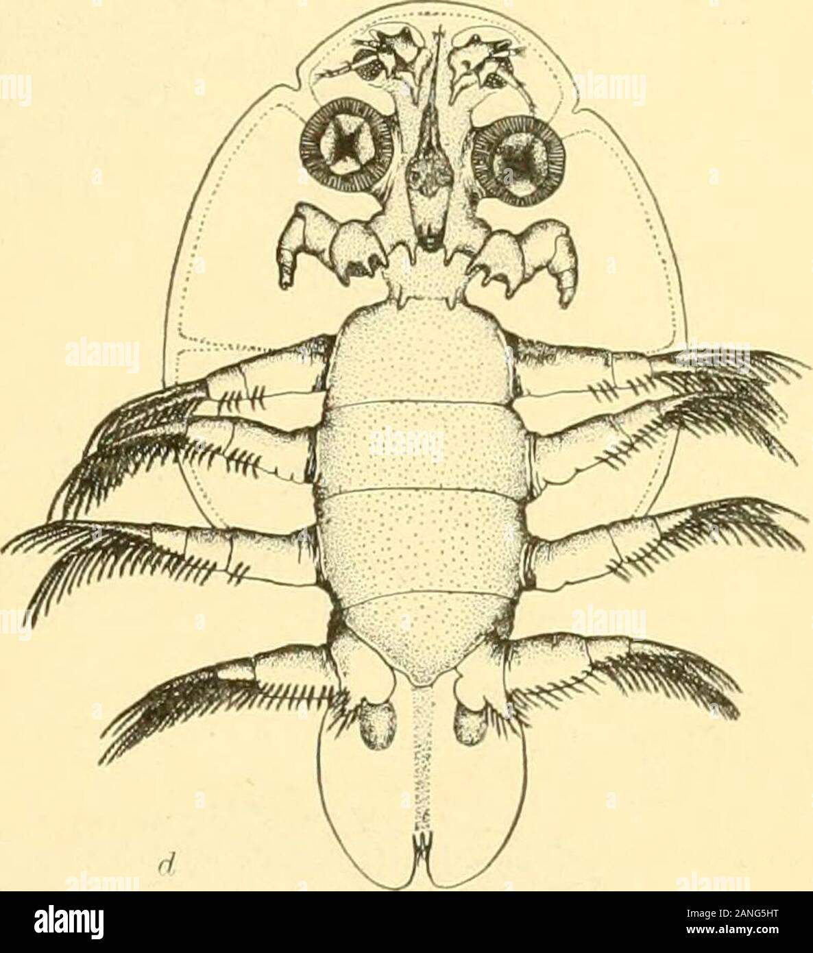 Bulletin of the Bureau of Fisheries . Argulus megalops Smith, a. Two posterior swimming legs of male; h, posterior maxilliped of male; c, antenna of female r/, ventral surface of female. one-fifth the entire length); papilla basal. Antenna medium, closely approximated and well-armed;sucking discs small. Posterior niaxilhpeds large, well-armed; basal plate broad triangular, teethrather widely separated, stout and blunt. Swimming legs long, projecting far beyond the edge of thecarapace, without flagella; lobes on posterior legs narrow- and sharply pointed posteriorly. Male witha large thumb-shap Stock Photo