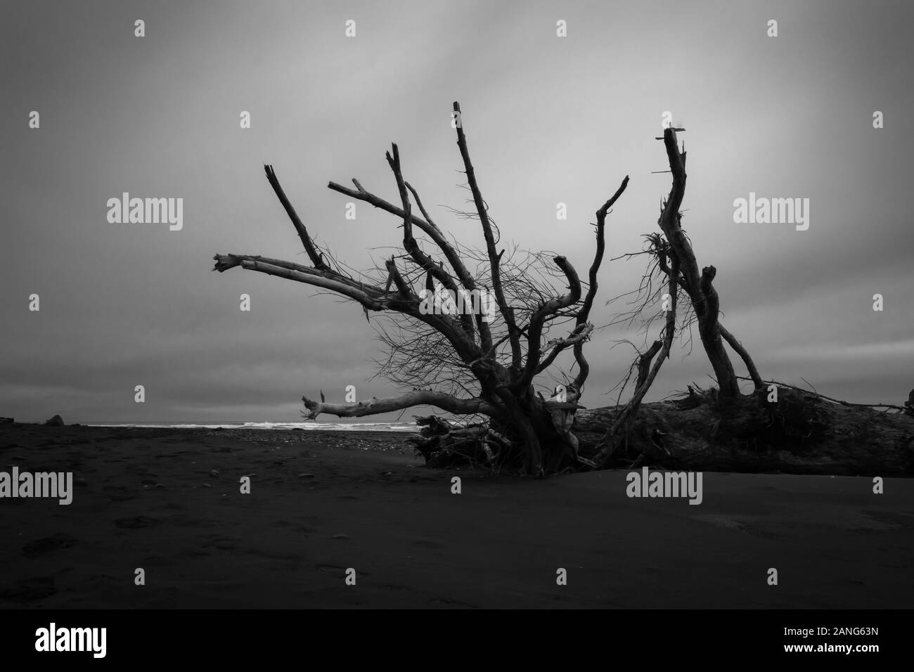 Fallen tree trunks and Driftwood after the storm at the Taranaki beach, New Zealand Stock Photo