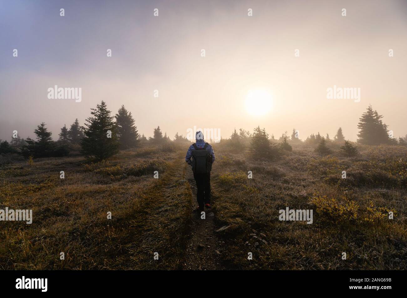 Man foggy forest hi-res stock photography and images - Alamy