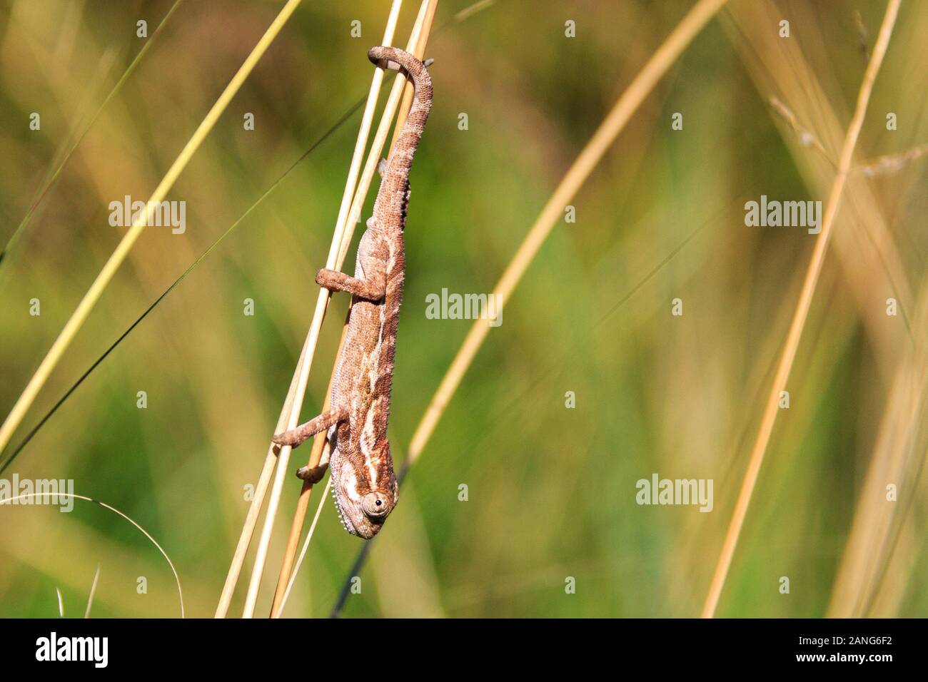 Little brown chameleon climbing on a blade of grass, Drakensberg, South Africa Stock Photo