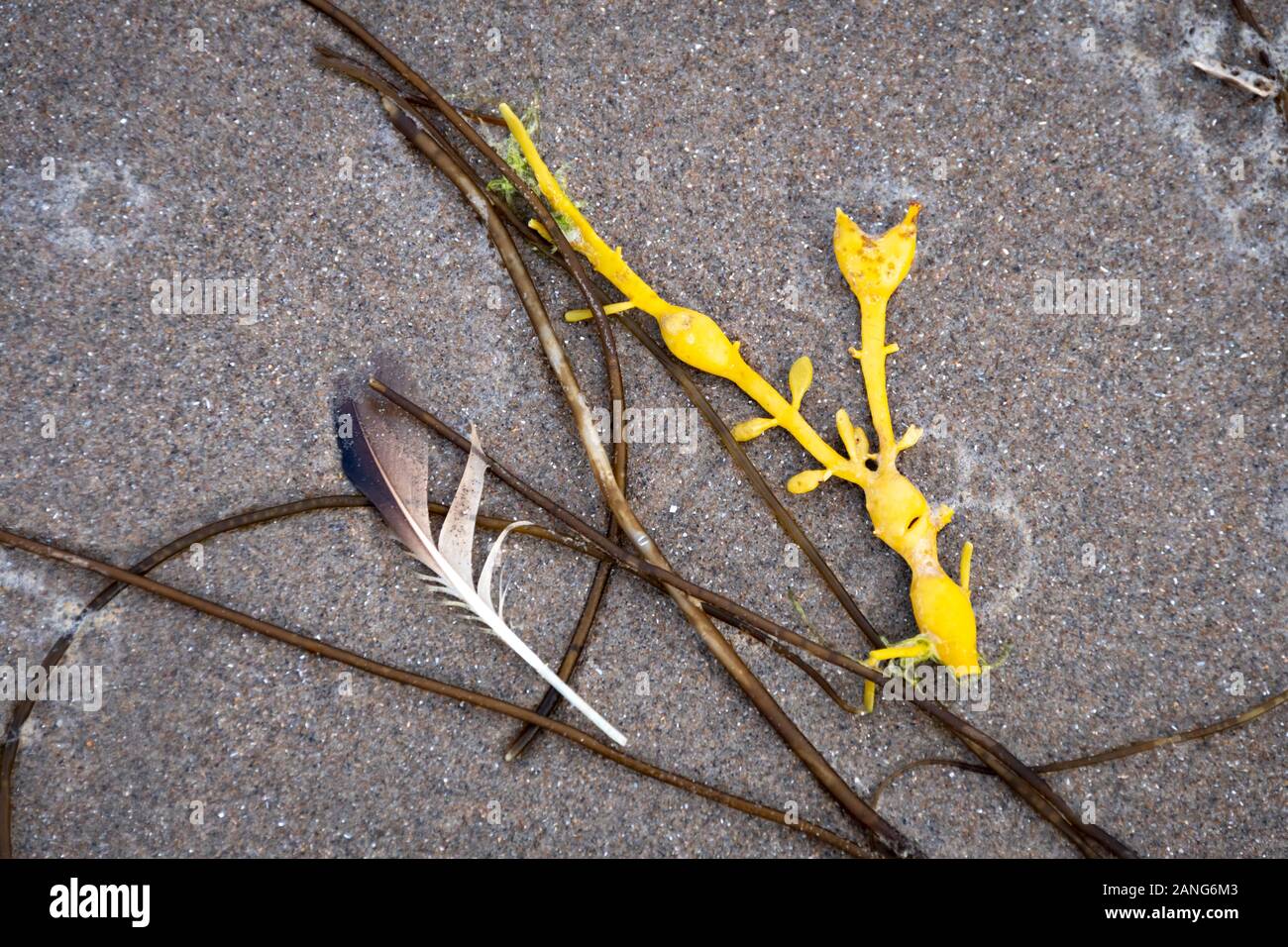 Seaweed making a pattern on beach, Tywyn (Towyn), Wales Stock Photo