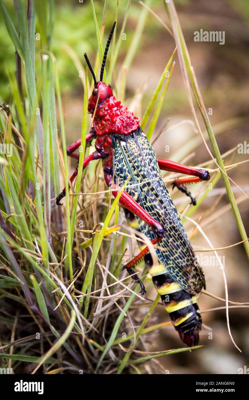 Close up of a gaudy grasshopper (Phymateus morbillosus; family: Pyrgomorphidae) colored in red and yellow, sitting in the grass, Drakensberg, South Af Stock Photo
