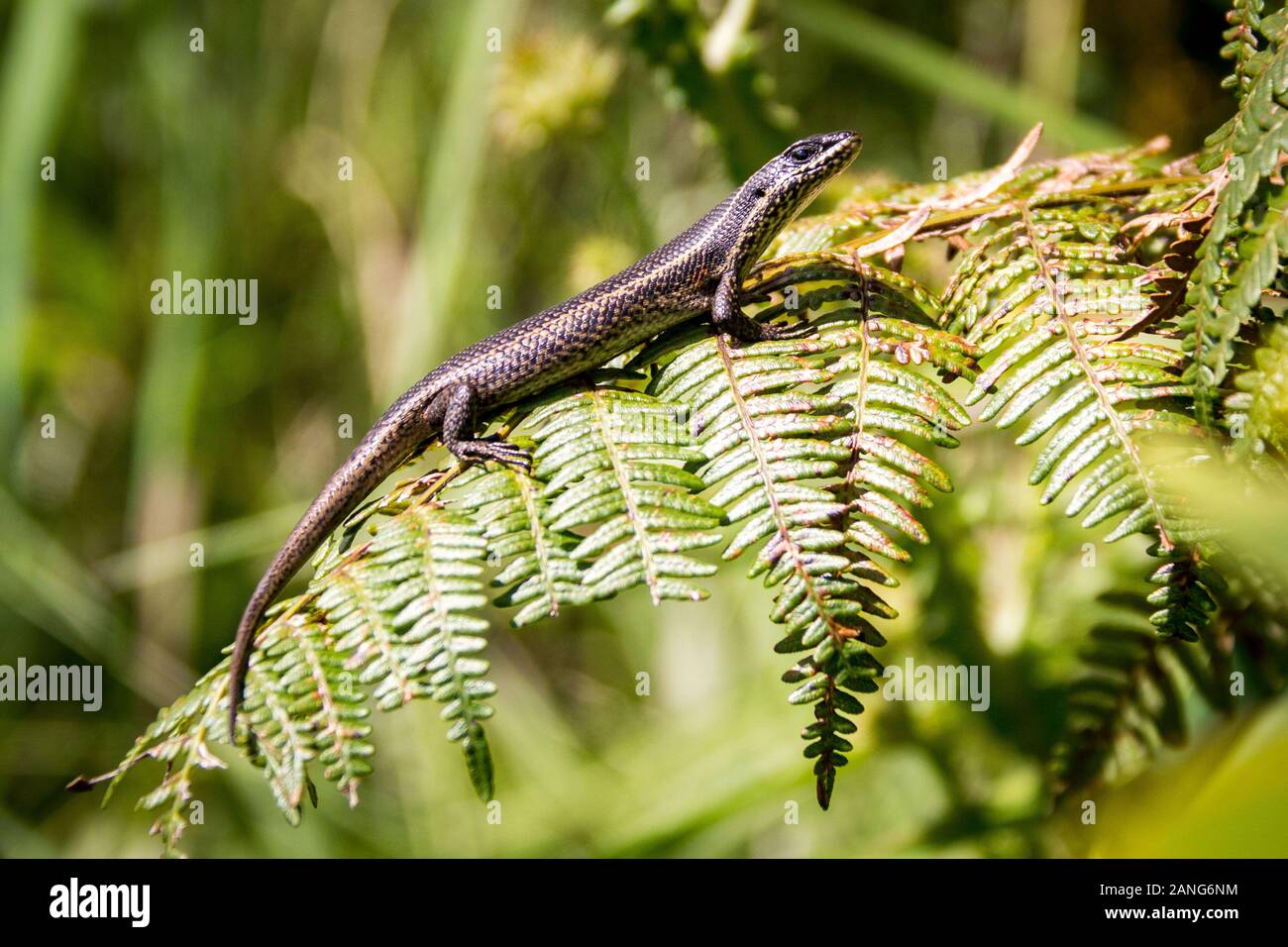 A yellow-brown lizard sitting on a fern leaf, Drakensberg, South Africa Stock Photo