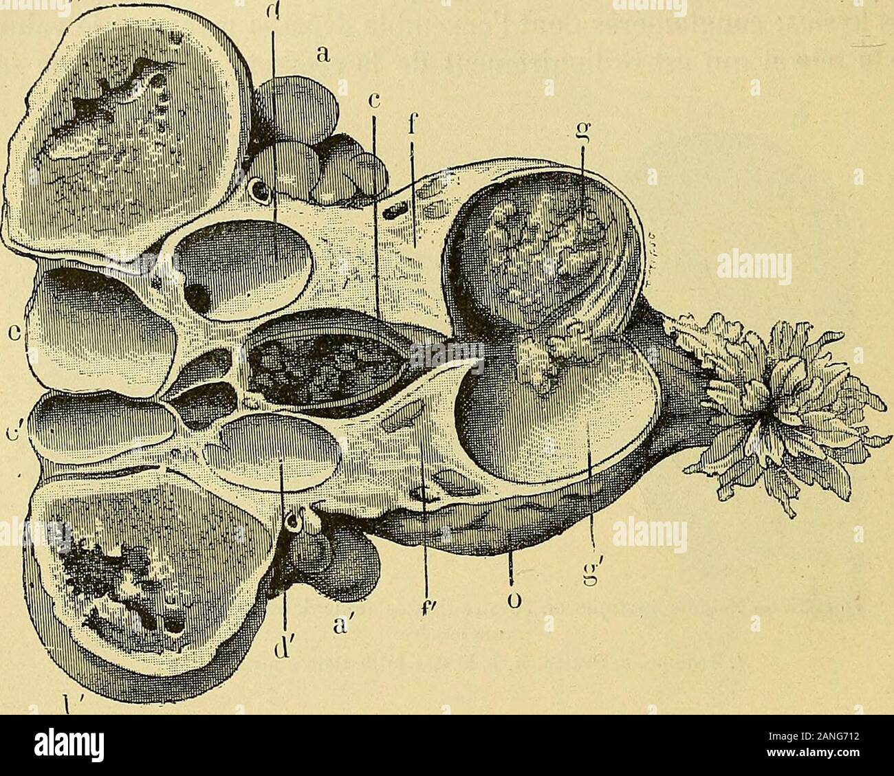 page 5 gynecologie high resolution stock photography and images alamy