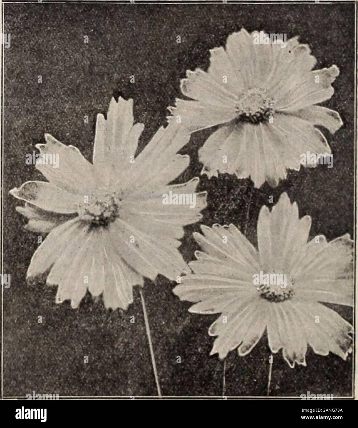 Dreer's 72nd annual edition garden book : 1910 . er doz.; $20.00 per 100. COREOPSIS. Lanceolata grandiflora. One of the mostpopular hardy plants. The flowers are a richgolden-yellow, of graceful form and invaluable for cutting;the main crop comes during the latter part of June, but itcontinues in bloom the entire summer and autumn; it succeedseverywhere.Rosea. Finely-divided, dark green foliage, bearing in .Augustand September numerous small pink flowers; useful in borderor rockery; 1 foot.Verticillata. Masses of small golden-yellow flowers in Julyand August, on neat plants with finely-divided Stock Photo