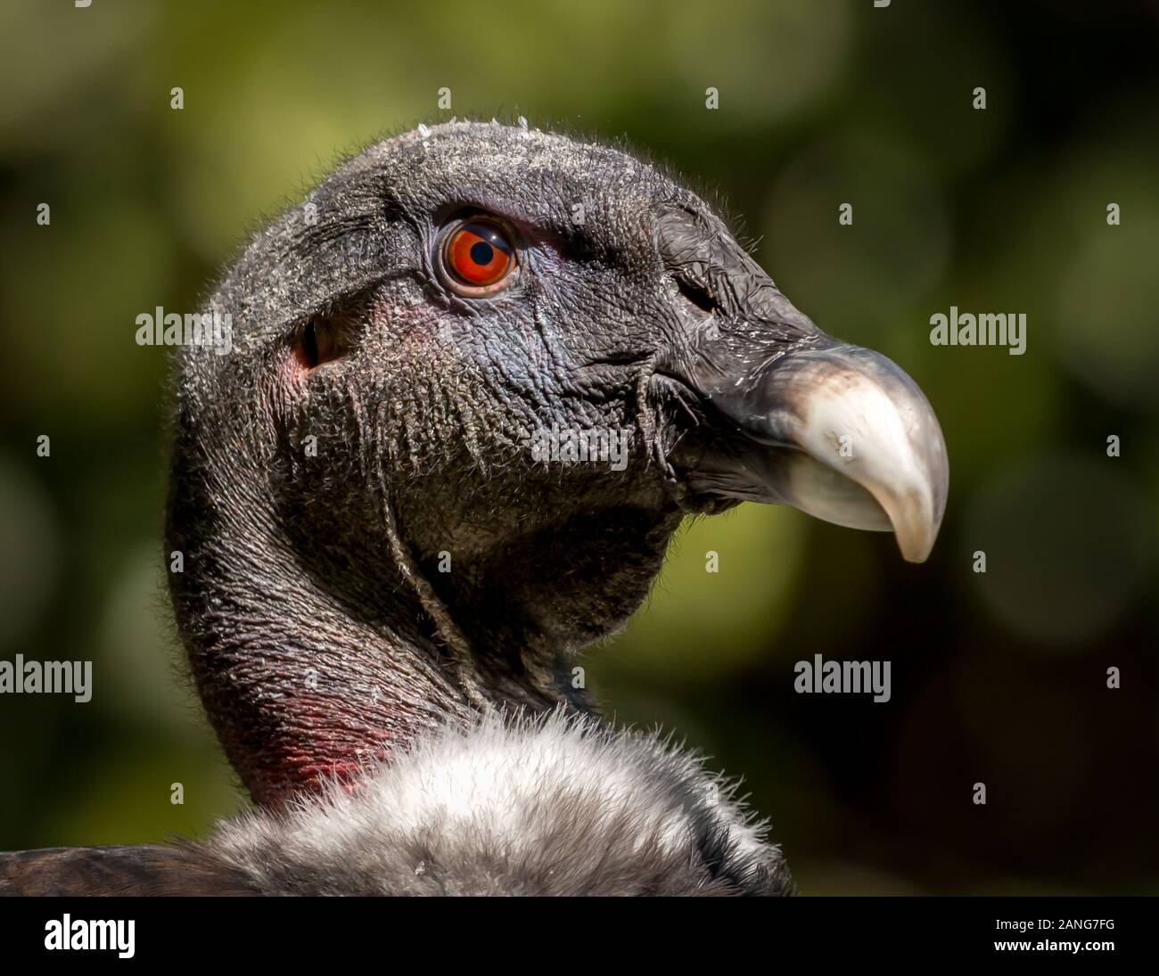 Headshot of an Andean Condor, the biggest flying bird in the world. Wingspan can be over 10ft! Stock Photo