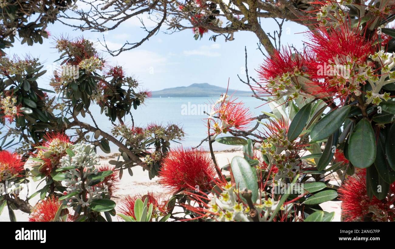 Rangitoto Island is framed by beautiful Pohutukawa flowers at Takapuna
