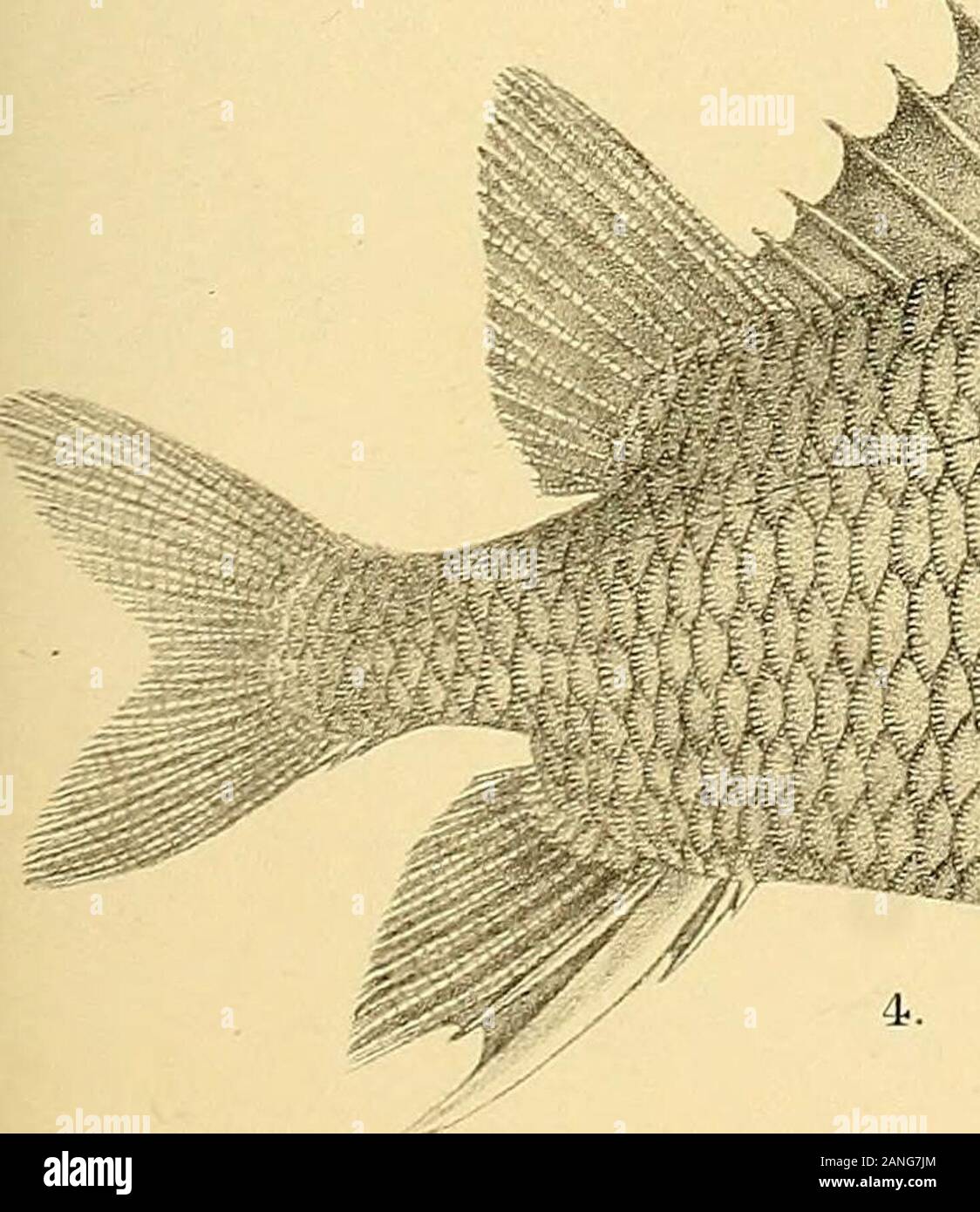 The fishes of India; being a natural history of the fishes known to