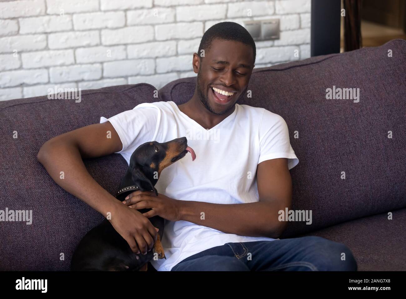 Smiling black guy relax on sofa playing with dackel dog Stock Photo Alamy