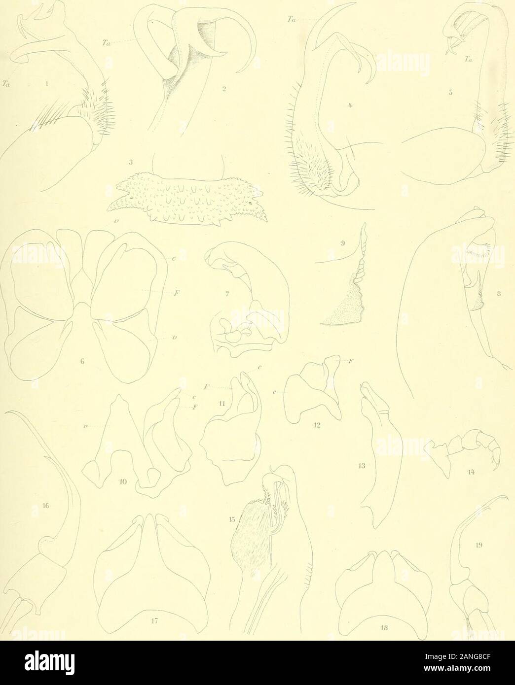 Nova Guinea : résultats de l'expédition scientifique néerlandaise à la Nouvelle-Guinée en 1903[-1920] . fs. — Zool. Anz. XXIX. 38 TAFELERKLÀRUNG. TAFEL I. Fig. r, 2. Platyrhacus declivus n. sp. i. Gonopode, von aussen. 2. Ende des Gonopodentelopodits, starker vergrossert. Fig. 3, 4. Platyrhacus notatus n. sp. 3. 10. Segment des çf, Dorsalseite. 4. Gonopode, von innen. Fig. 5. Platyrhacus rimosus Gonopode. Fig. 6—g. Acanthiulus Blaïnvillei Le Guill. 6. Vordere Gonopoden.•j, Hinterer Gonopode. 8. Ende des hinteren Gonopoden, starker vergrossert. 9. Innenarm des hinteren Gonopoden bei noch starke Stock Photo