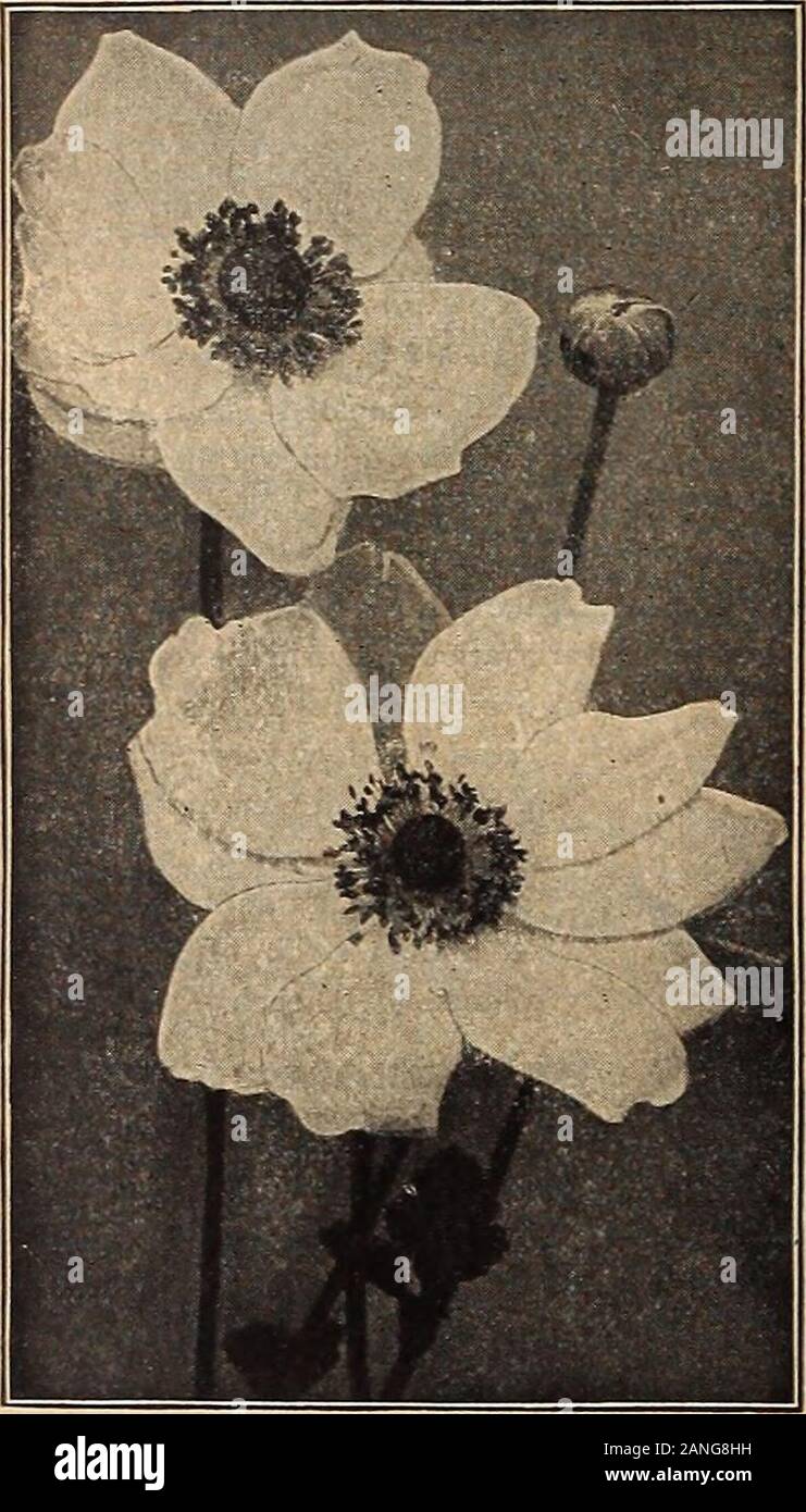 Dreer's mid-summer list 1918 . of La France pink, a color that is rare among hardy plants.Whirlwind. Large, semi-double pure white flowers, very free.Price. 20 cts. each; $2.00 per doz.; $12.00 per 100. Set of 3 sorts, .50 cts. NEIV ANEMONE HUPEHENSIS An introduction from Central China, closely allied to Anemone Japonica which,in a miniature way, it closely resembles. The plants grow from 10 to 12 incheshigh and from early in August till late in Autumn, produce an abundance offlowers,aboi;t 1^ inches in diameter, of a pleasing pale mauve-rose. 25 cts. each;$2.50 per doz. ANTHEMIS (Marguerite) Stock Photo